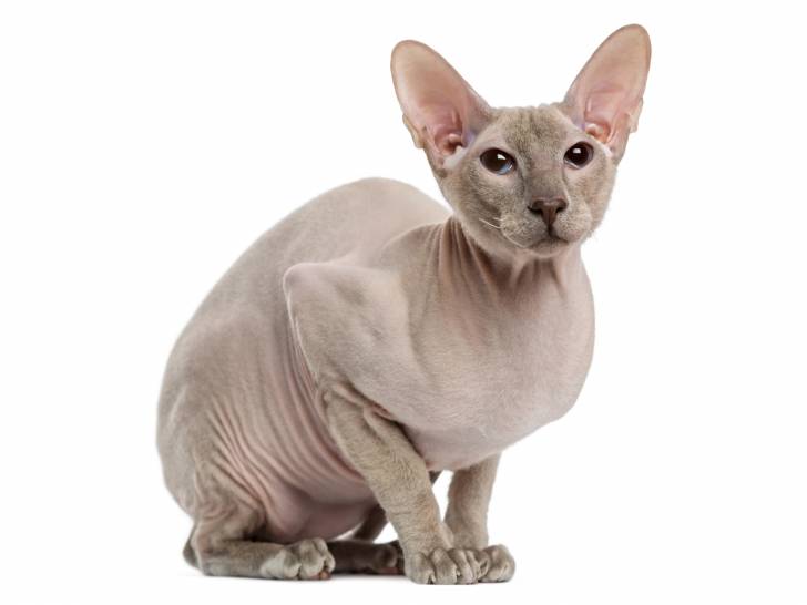 Photo Peterbald