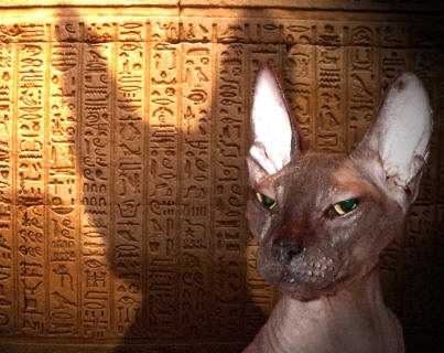 Peterbald - Peterbald