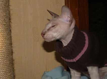 peterbald, Hetia des Alsas Eléandre - Peterbald Mâle