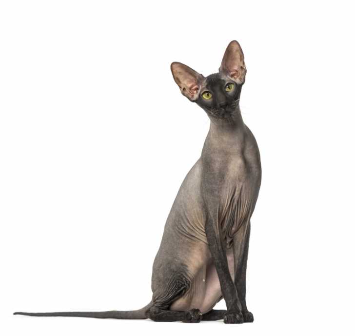 Photo Peterbald