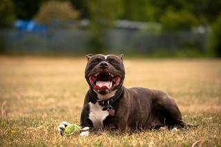 Bella - Staffordshire Bull Terrier (3 ans)