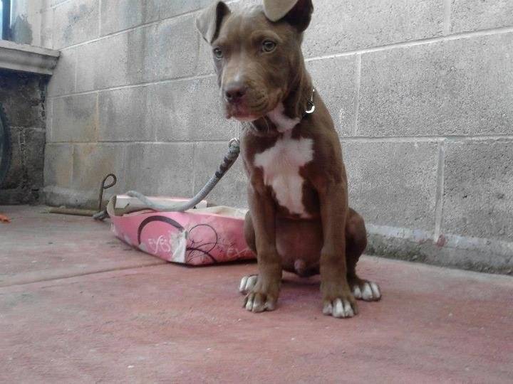 Booker - Staffordshire Bull Terrier Mâle (3 mois)