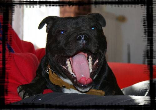 Exta, le staffie de mon coeur! - Staffordshire Bull Terrier Mâle (1 an)