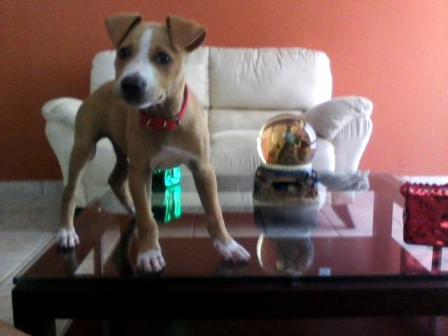 Guliver :) - Staffordshire Bull Terrier Mâle (2 mois)