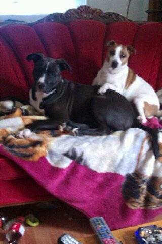 stryker and casey - Staffordshire Bull Terrier Mâle (9 mois)
