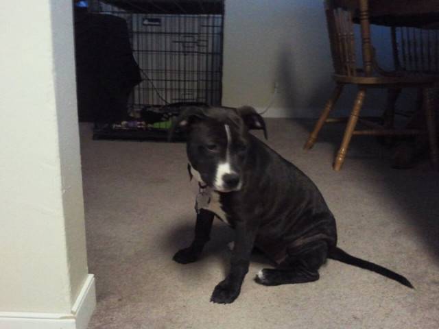 abby - Staffordshire Bull Terrier (5 mois)