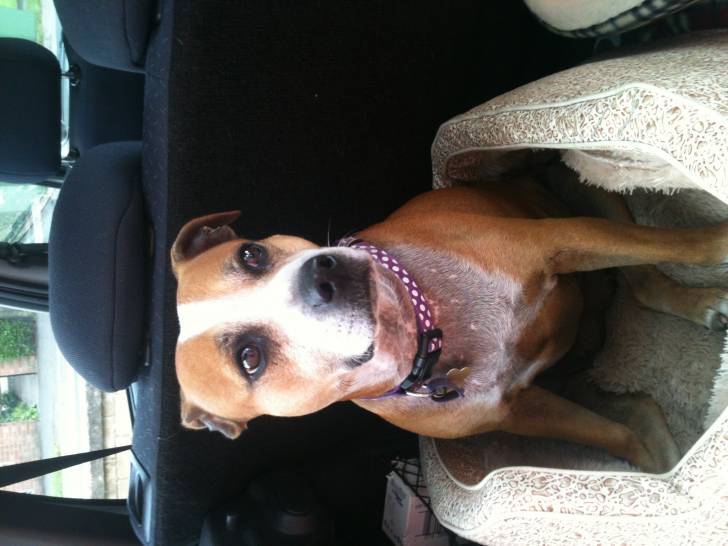 JD - Staffordshire Bull Terrier (6 ans)