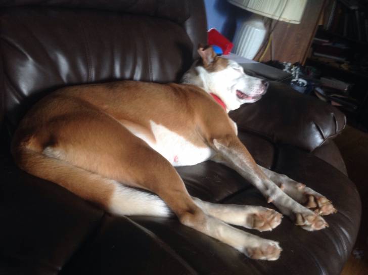 Cuddles - Staffordshire Bull Terrier (5 ans)