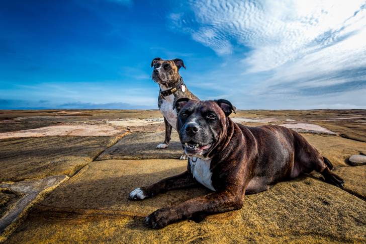 Deux Staffies bringés en promenade en montagne 