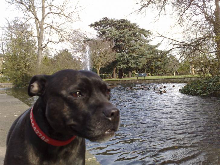 Photo Staffordshire Bull Terrier