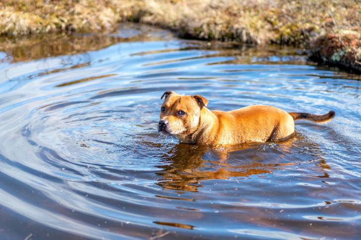 Photo Staffordshire Bull Terrier