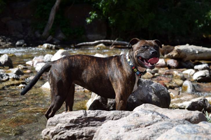 Photo Staffordshire Bull Terrier