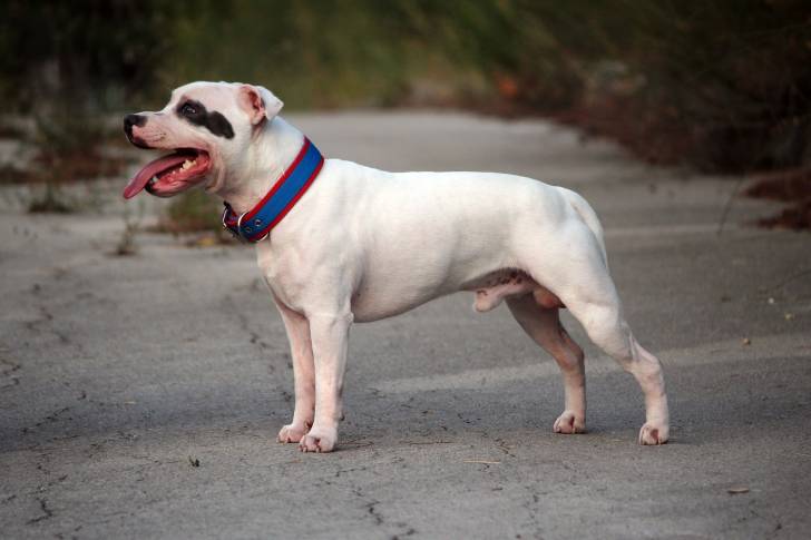Photo Staffordshire Bull Terrier
