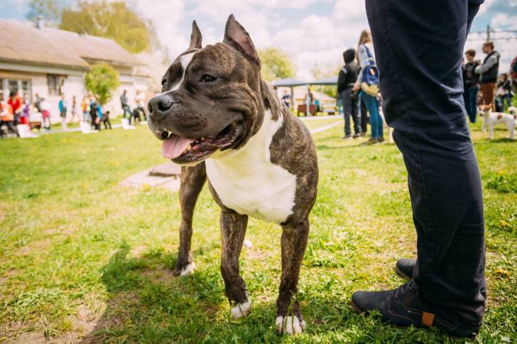 Un Staffie aux pieds de son propriétaire 