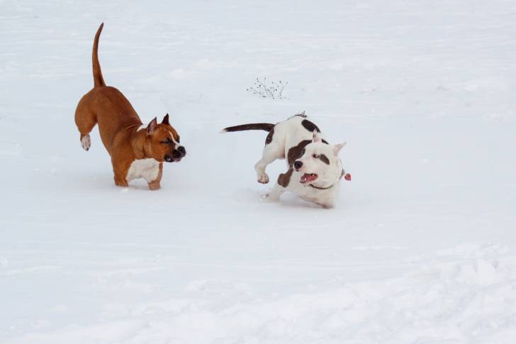 Photo Staffordshire Bull Terrier