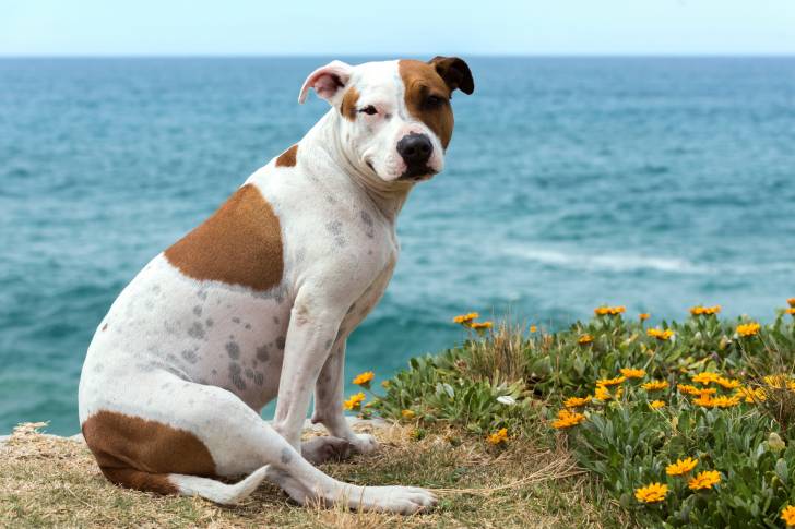 Photo Staffordshire Bull Terrier
