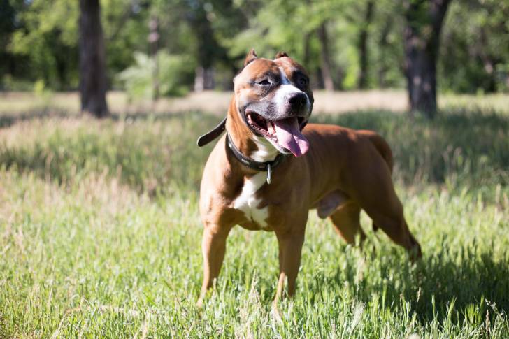 Un Staffie pendant sa promenade de l'après-midi