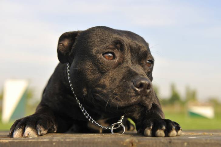 Un Staffie noir avec un collier en métal 