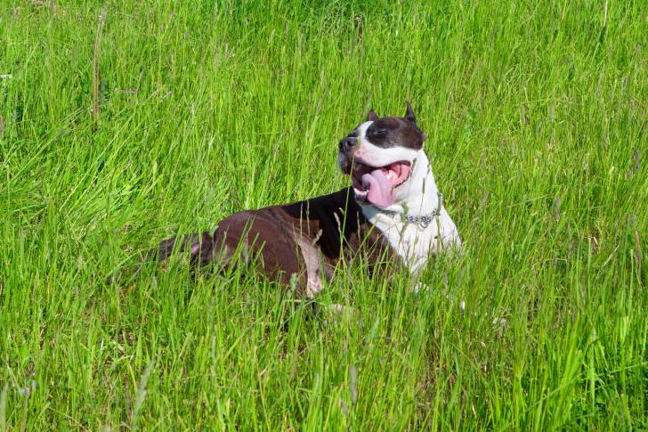 Photo Staffordshire Bull Terrier