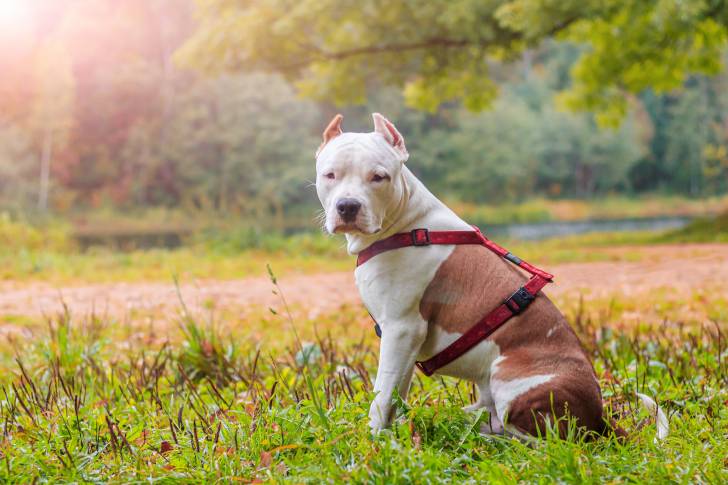 Un Staffie pan blanc qui porte un harnais rouge
