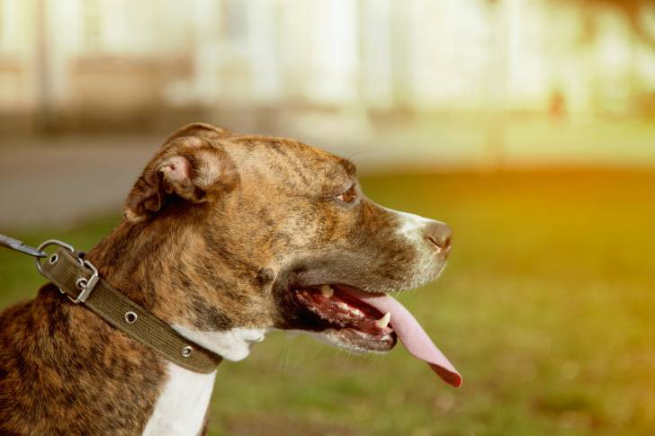 Un Staffie bringé vu de profil