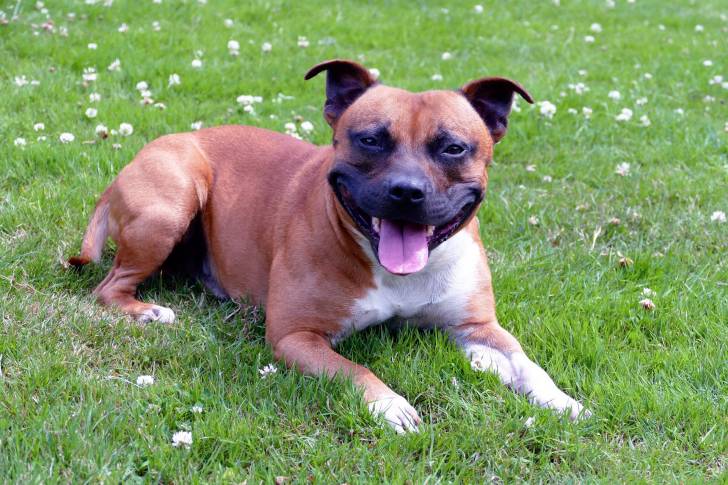 Photo Staffordshire Bull Terrier