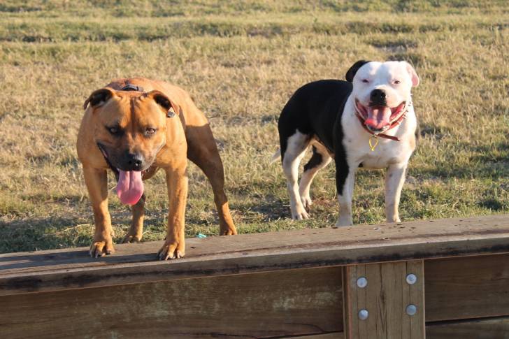 Photo Staffordshire Bull Terrier