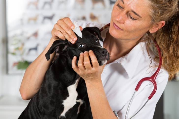 Un Staffie en train de se faire examiner par le vétérinaire 