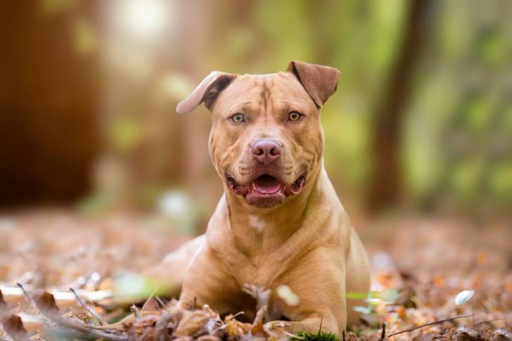 Un Staffie allongé sur des feuilles