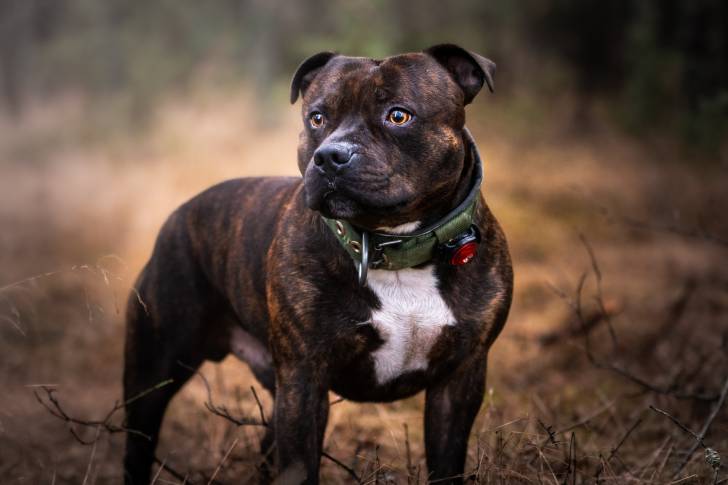 Un Staffie bringé avec un collier debout dans une forêt