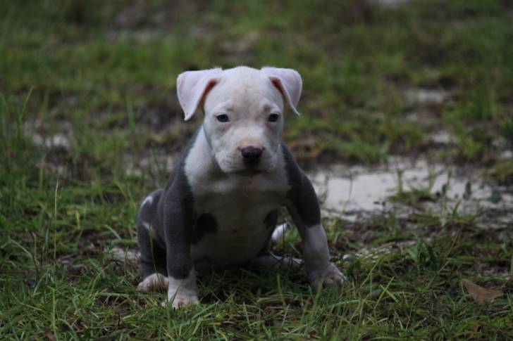 Auggie McLovin - Staffordshire Bull Terrier Mâle (8 mois)