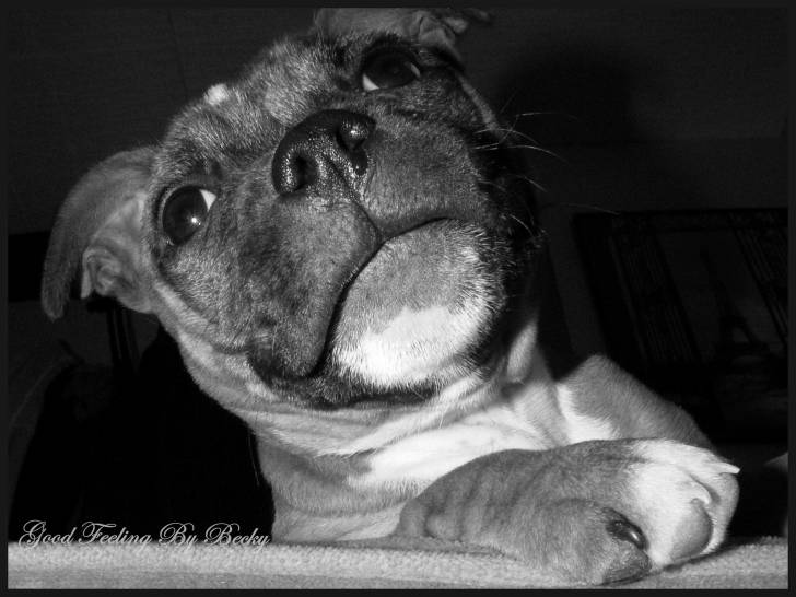 Nami - Staffordshire Bull Terrier (5 mois)