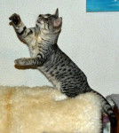 SAVANNAH BARBADOS MALE F5SBT - Savannah