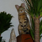 SAVANNAH KYRA F3C - Savannah