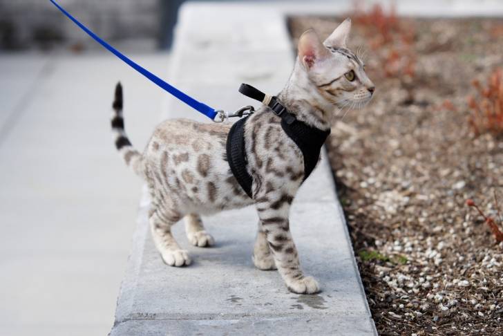 Un chaton Savannah tenu en laisse pendant une promenade