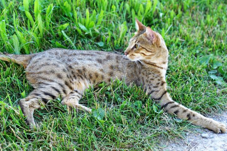 Un Savannah allongé sur la pelouse