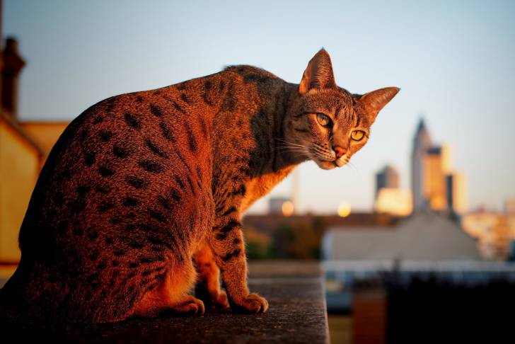 Un Savannah observe quelque chose, perché sur un toit