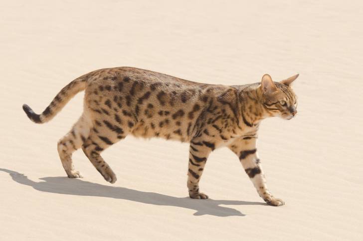 Un Savannah en train de marcher dans le désert 