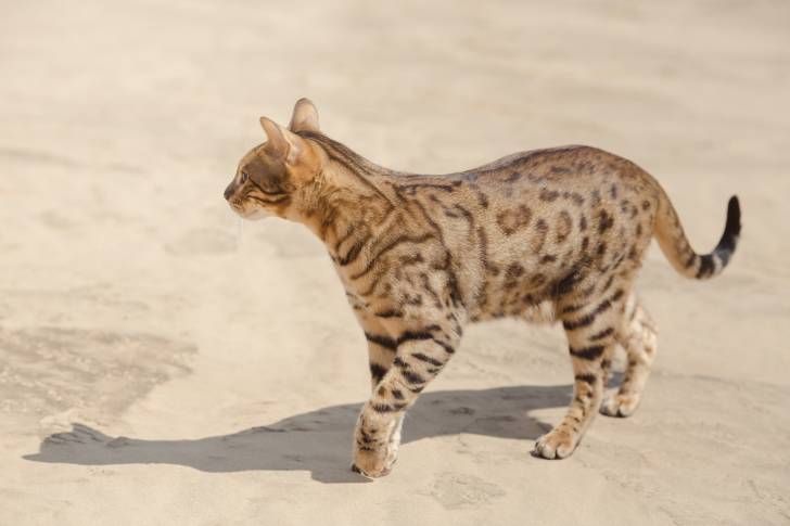 Un chat Savannah marche dans le désert