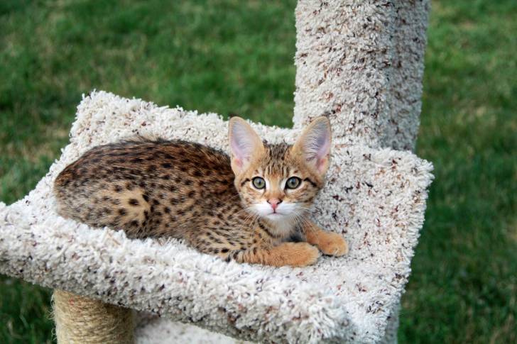 Un chaton Savannah dans un arbre à chat