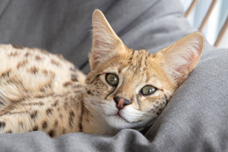 Gros plan d'un Savannah sur un canapé
