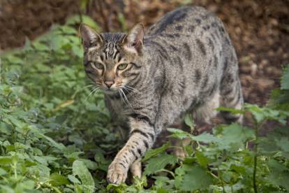 Nouvelles Races De Chat 10 Races Recentes A Decouvrir