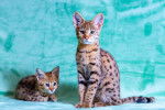 Un Savannah à côté de son chaton