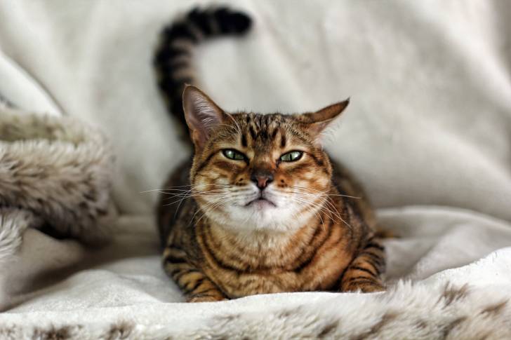 Un Savannah allongé sur un plaid