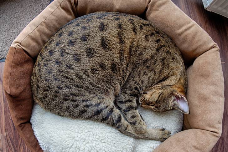 Un Savannah allongé dans son panier