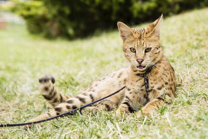 Un Savannah tenu en laisse s'allonge dans l'herbe