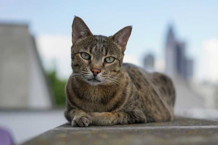 Un Savannah couché sur un muret