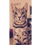 Serengeti - Serengeti