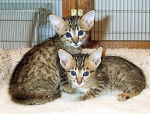 Serengeti kittens - Serengeti