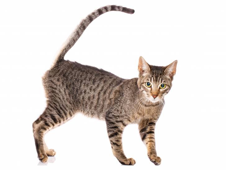 Un chat de race Serengeti debout sur un fond blanc